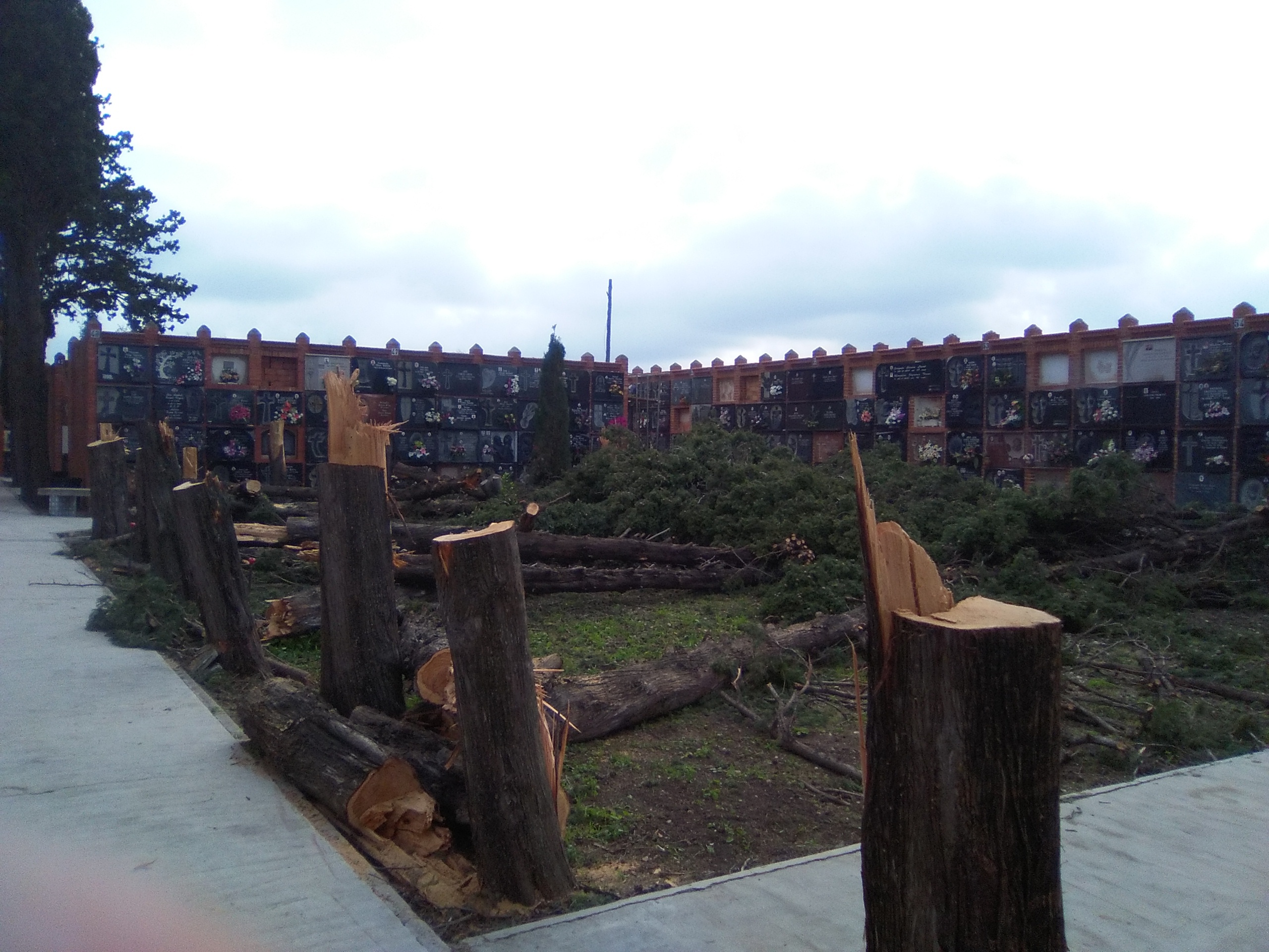 Talan los cipreses del cementerio de Almonies