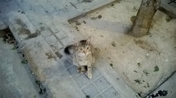 Spama recurre la decisión judicial