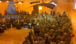 Detenido un matrimonio por cultivar marihuana en Gandia