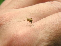 mosquitos