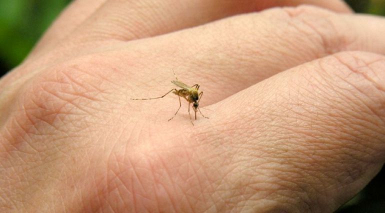 Medidas contra los mosquitos en la Escoleta del Grau