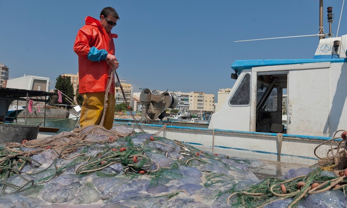 Los pescadores del Grau capturarán medusas durante los fines de semana del verano