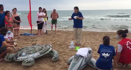 Más de 160 delfines, rayas y tiburones llegan cada año a las orillas de la costa valenciana