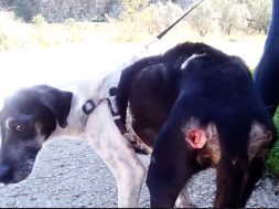 Esperanza_recien_rescatada_de_El_Corralet