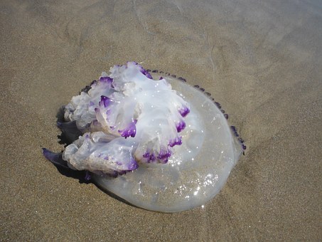 Una anomalía provoca que este año haya menos medusas en el Mediterráneo