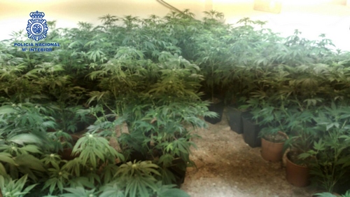 Agentes de la Policía Nacional detienen a 4 personas en Gandia y Daimús por cultivo y distribución de marihuana