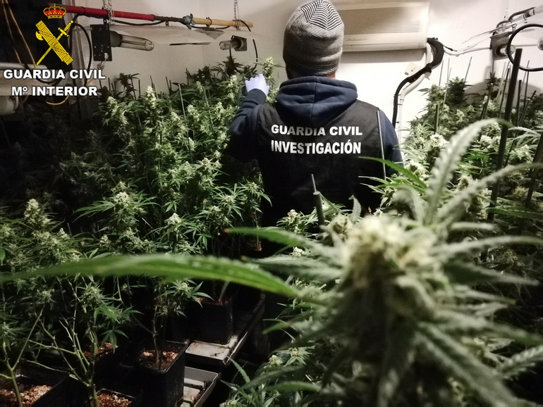 Dos detenidos en Barx por cultivar 810 plantas de marihuana que escondían en el garaje de una vivienda