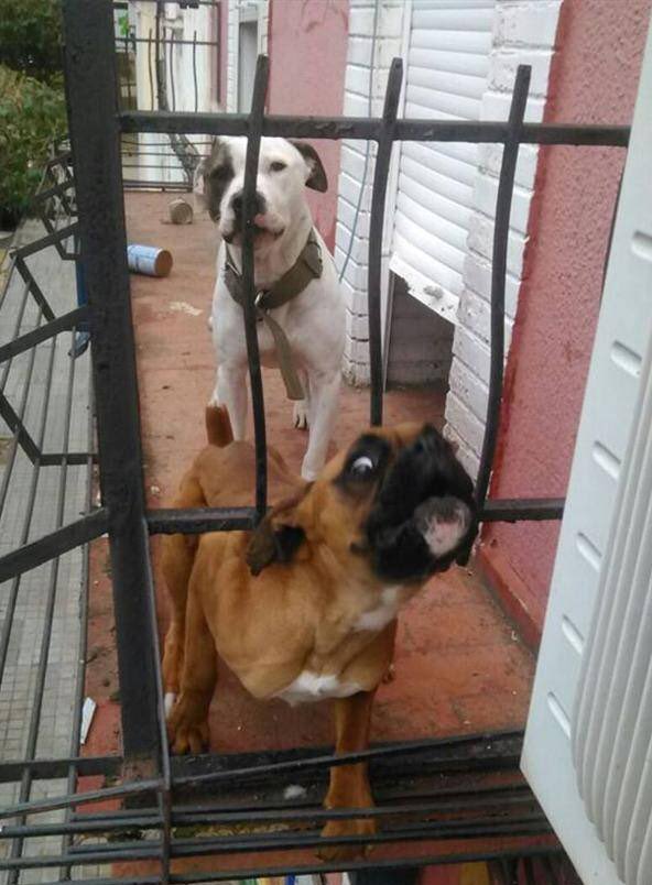 Condenada una mujer en Gandia por maltrato animal al tener a su perro abandonado en el balcón
